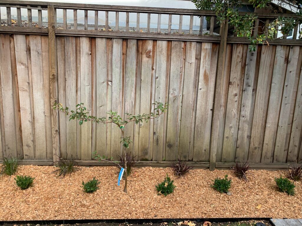 A wooden fence with a few plants in front of it
