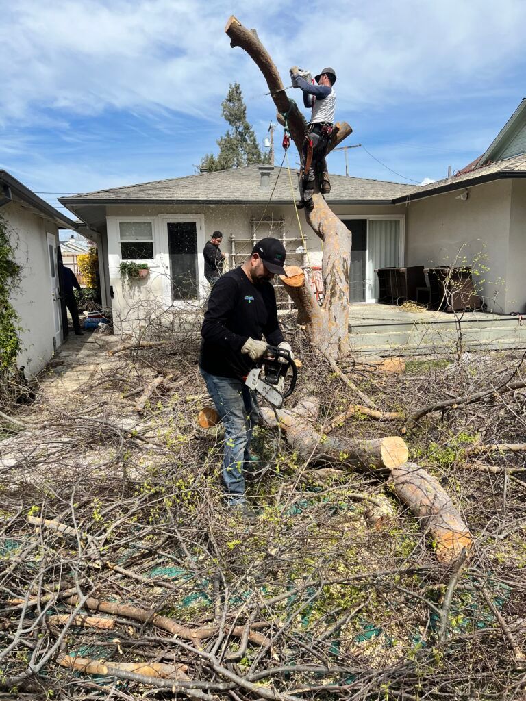 A man is cutting a tree with a chainsaw in front of a house.