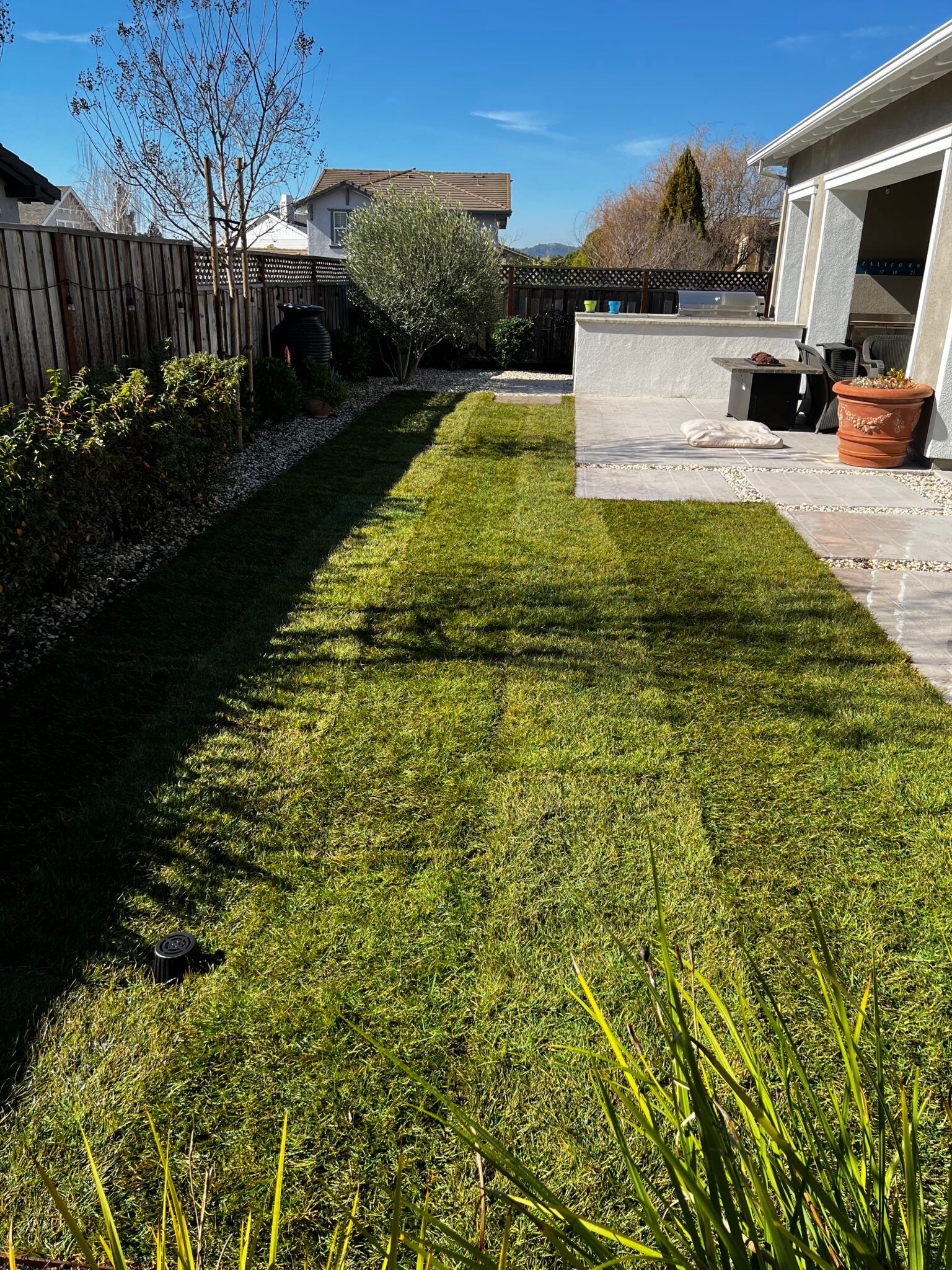 A lush green yard with a house in the background