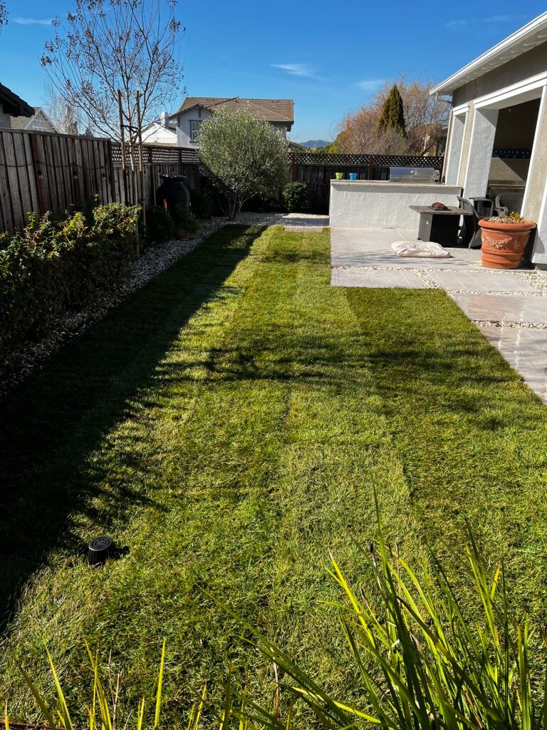 A lush green lawn in front of a house on a sunny day.