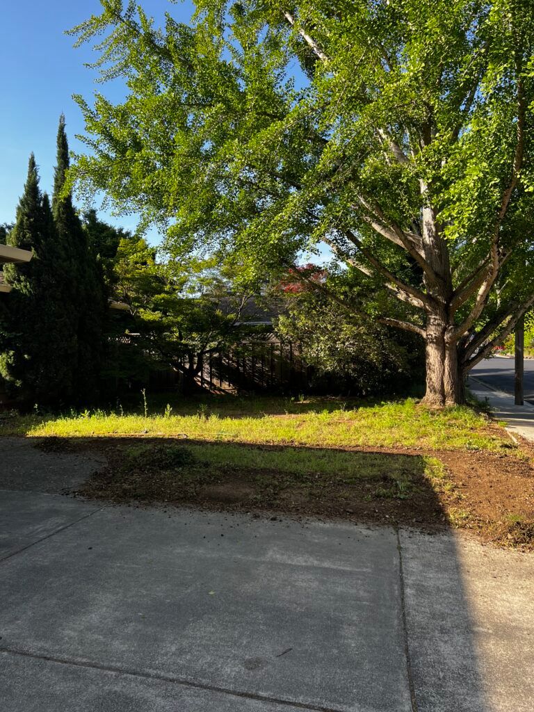A driveway with a tree in the middle of it