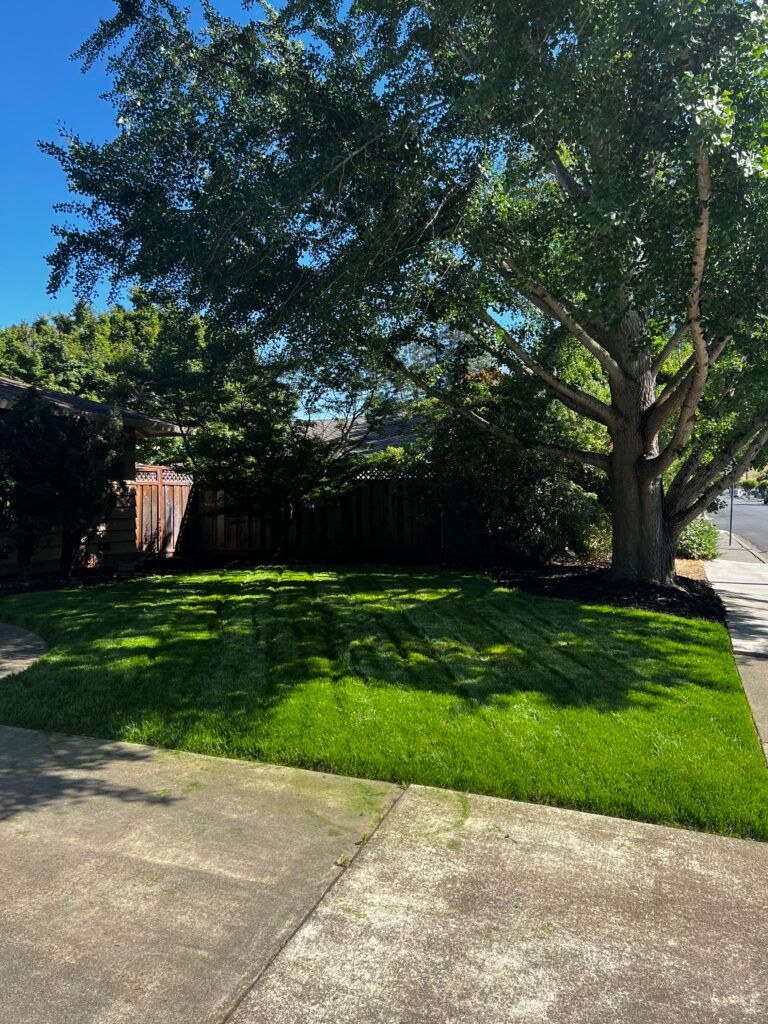 A lush green lawn with a large tree in the background.
