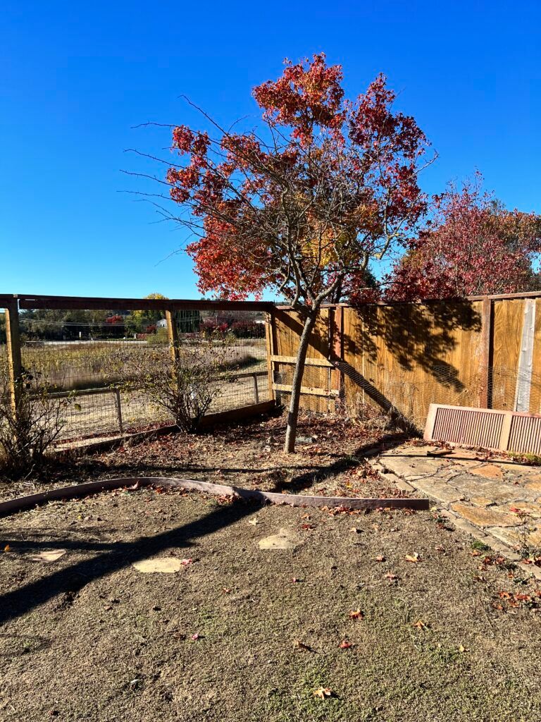 A tree with red leaves is in the middle of a yard next to a wooden fence.