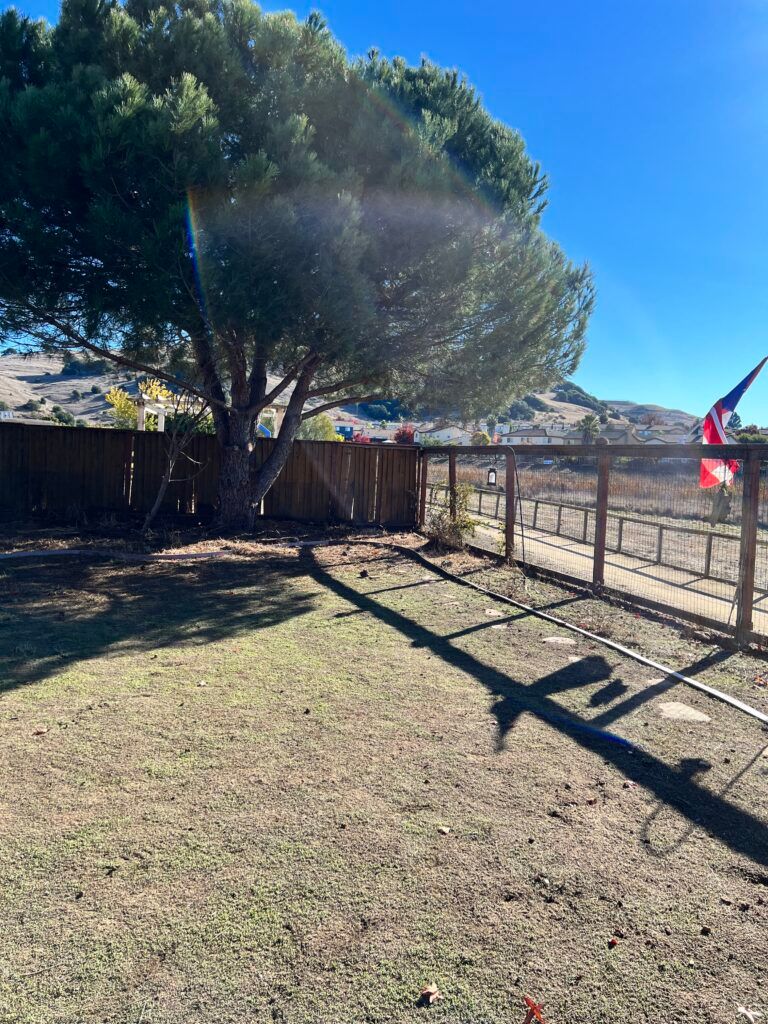 A backyard with a fence and a tree in the background.
