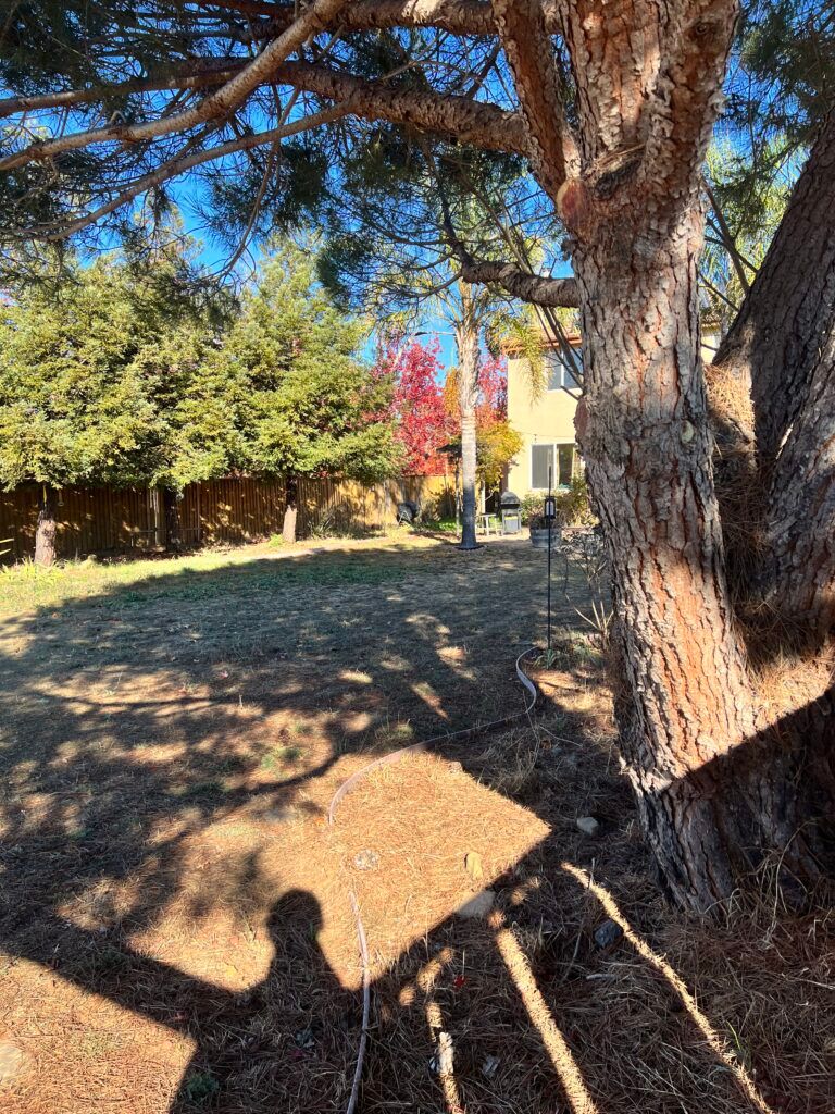 A shadow of a person is cast on the ground by a tree.