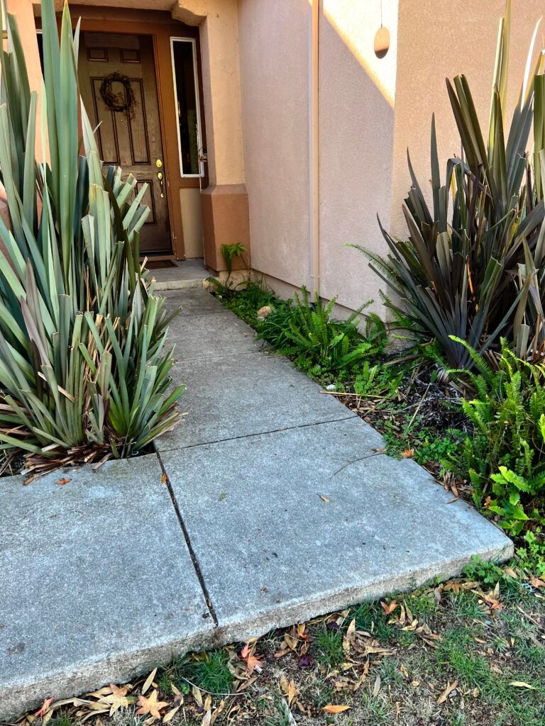A concrete walkway leading to the front door of a house surrounded by plants.