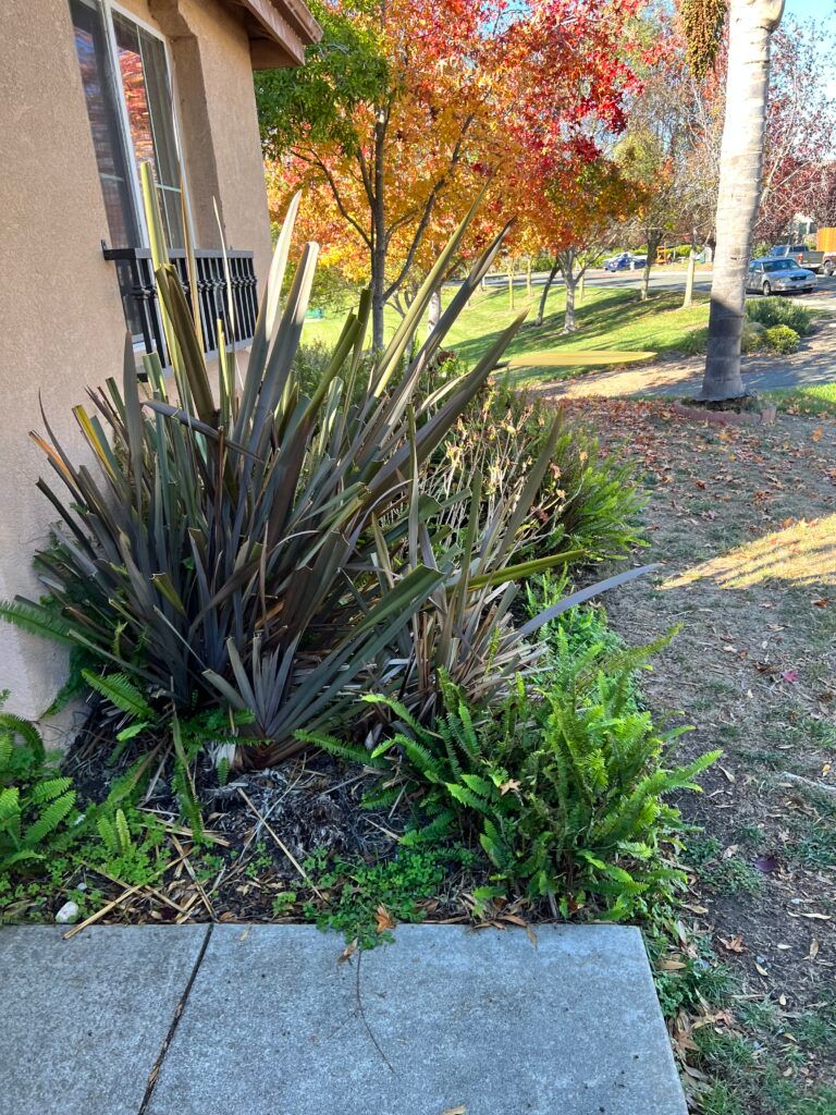 A sidewalk next to a house with a lot of plants in front of it.