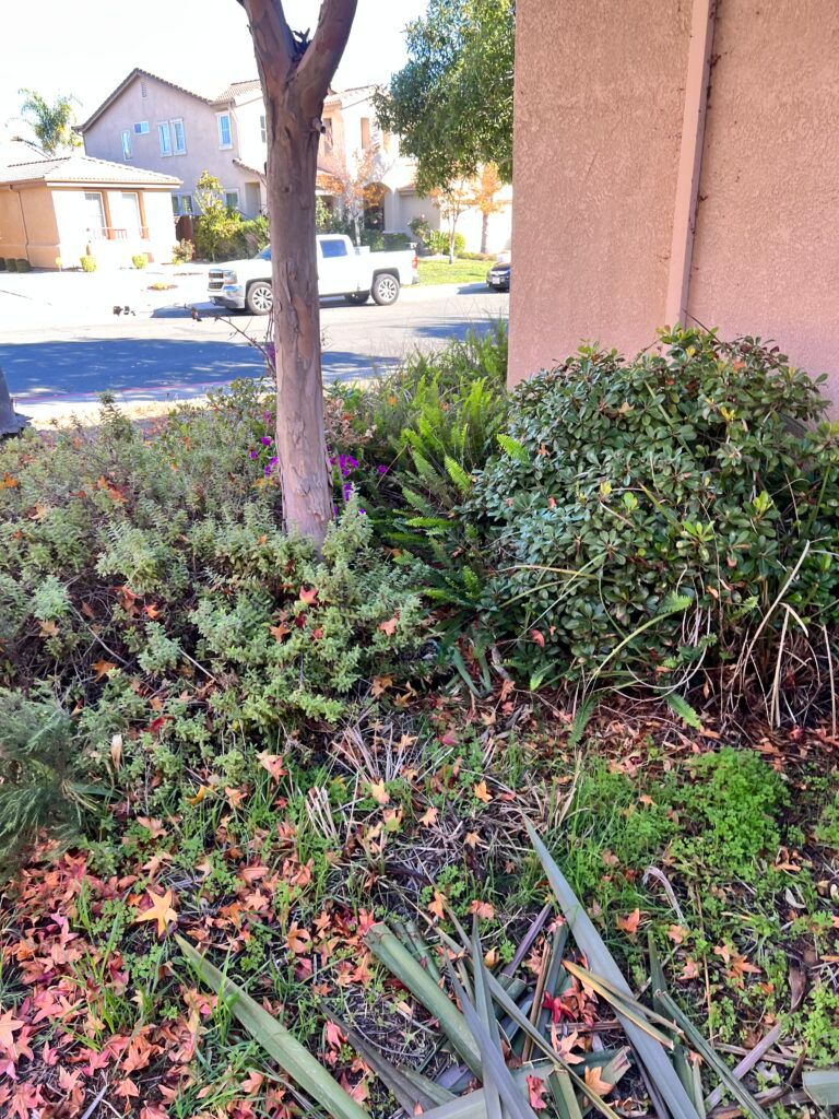 A tree is in the middle of a garden next to a building.