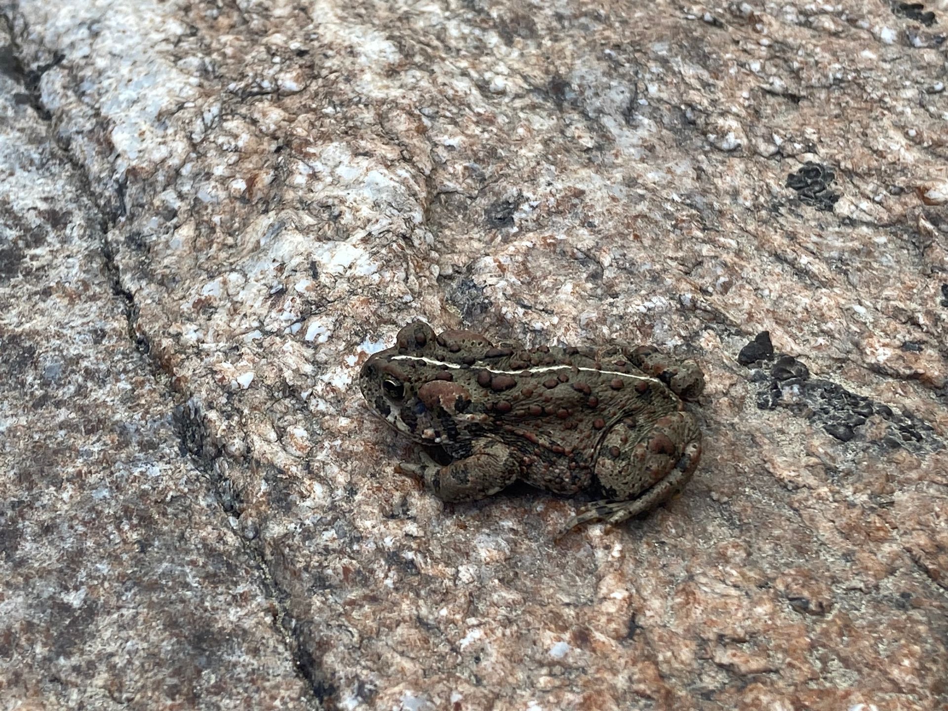 A small frog is sitting on a rock.