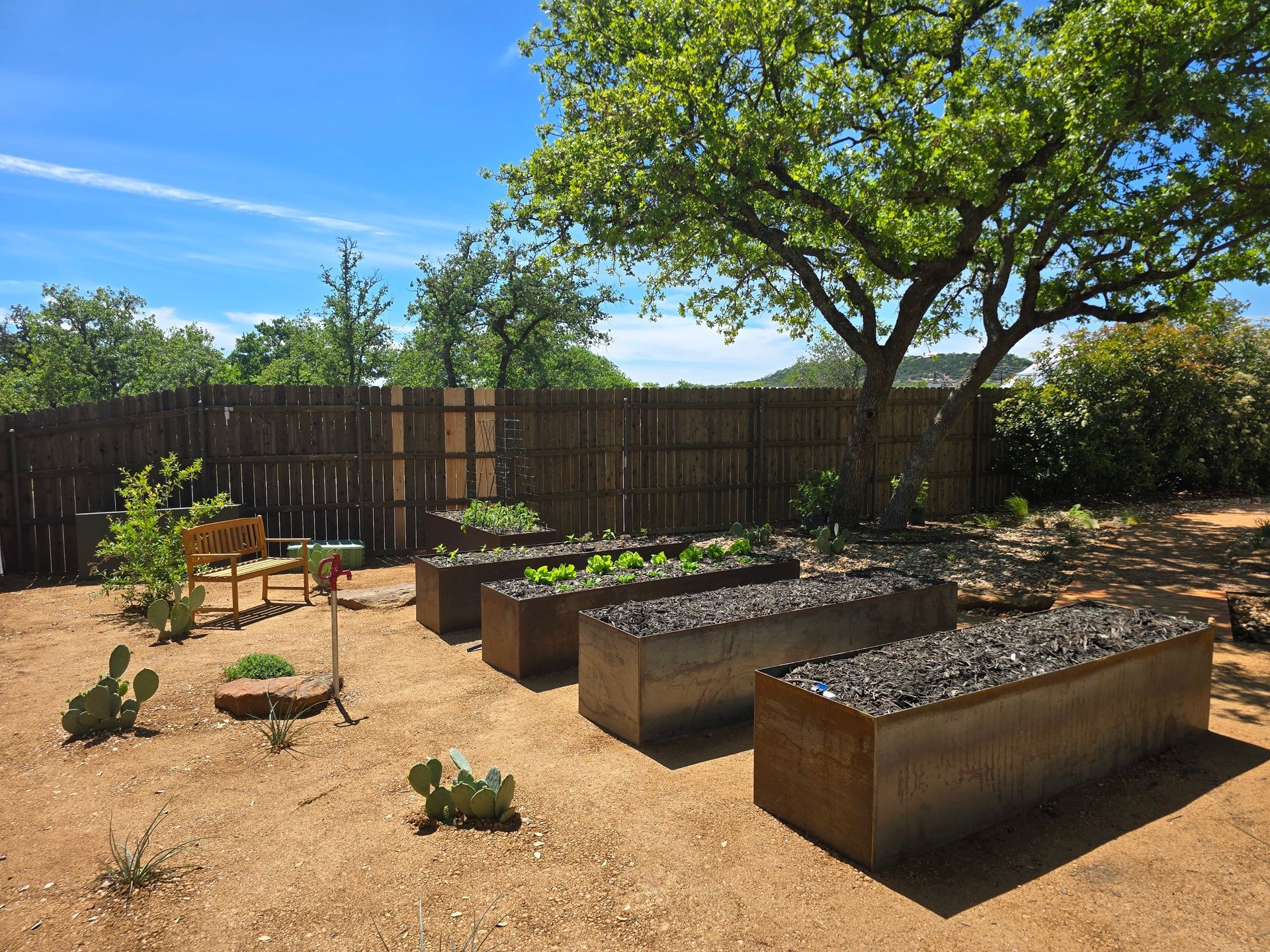 Backyard garden beds with young plants, cactus, and a tree under a blue sky