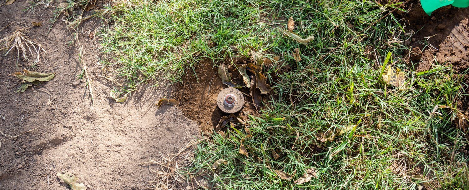 Close-up of a small tree stump in dirt beside green grass and weeds