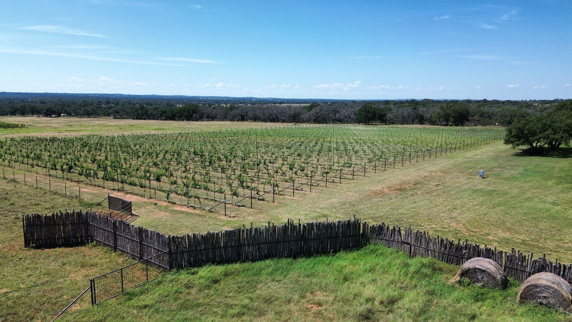 Wide vineyard rows under a blue sky, with a wooden fence and barrels in the foreground.