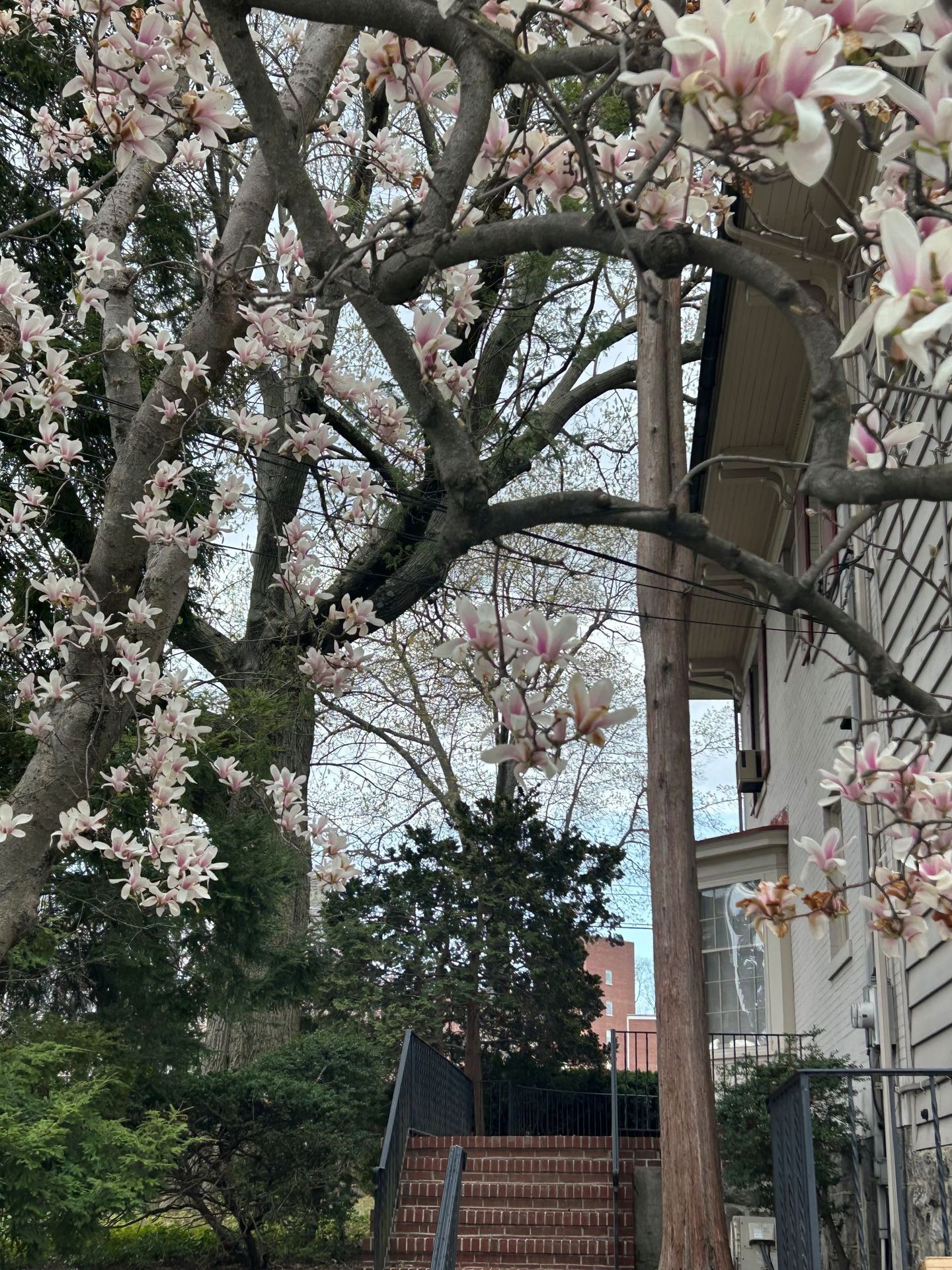 A tree with white flowers is in front of a house with stairs leading up to it.