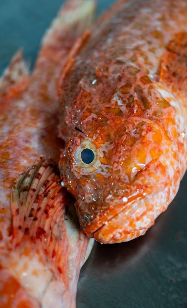Primo piano di due pesci rosso-arancio con squame screziate