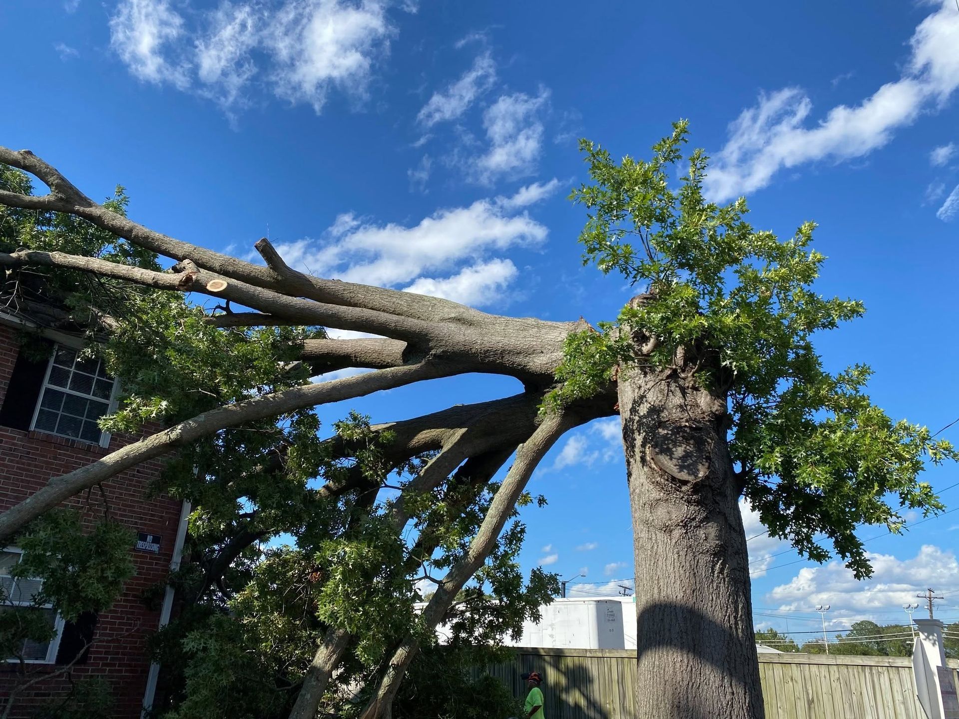 Uprooted tree leaning over a brick building under a bright blue sky