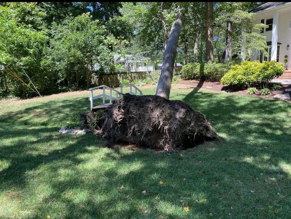 A large uprooted tree stump in a grassy yard with a bent trunk and surrounding shrubs near a house.