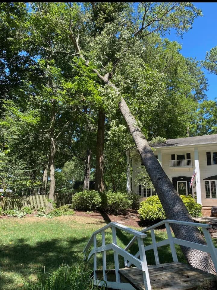 Leaning tree beside a white house and porch in a sunny green yard