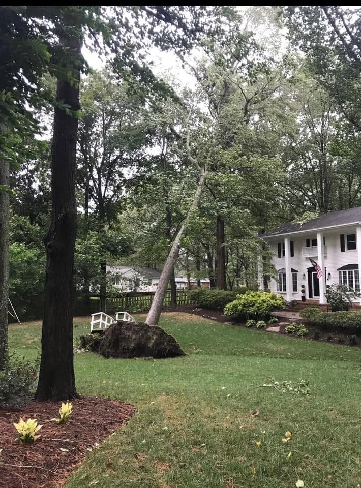 Tree in front yard leaning over lawn near white house and garden mulch.