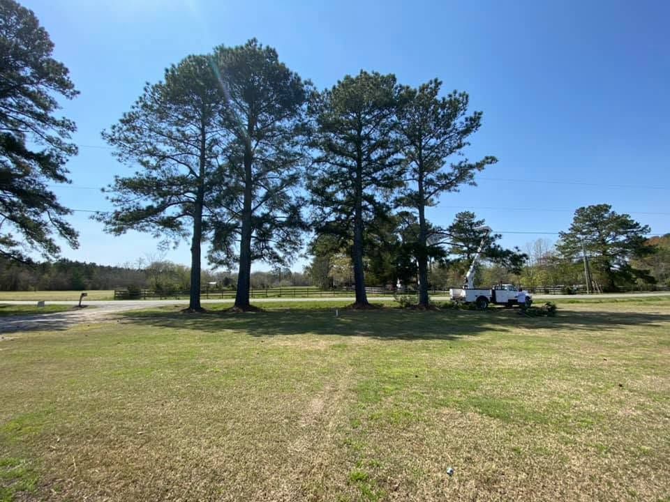 Open grassy field with tall pine trees and a white truck under a bright blue sky