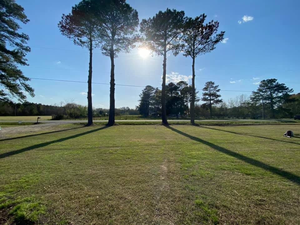 Sunlit grassy field with tall pine trees casting long shadows under a clear blue sky