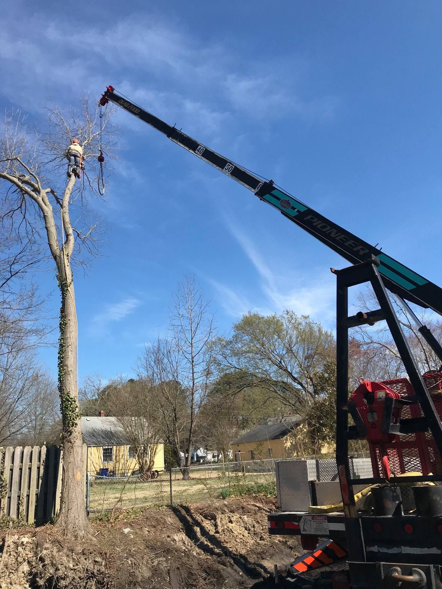 Crane trimming a tall tree beside a house under a blue sky