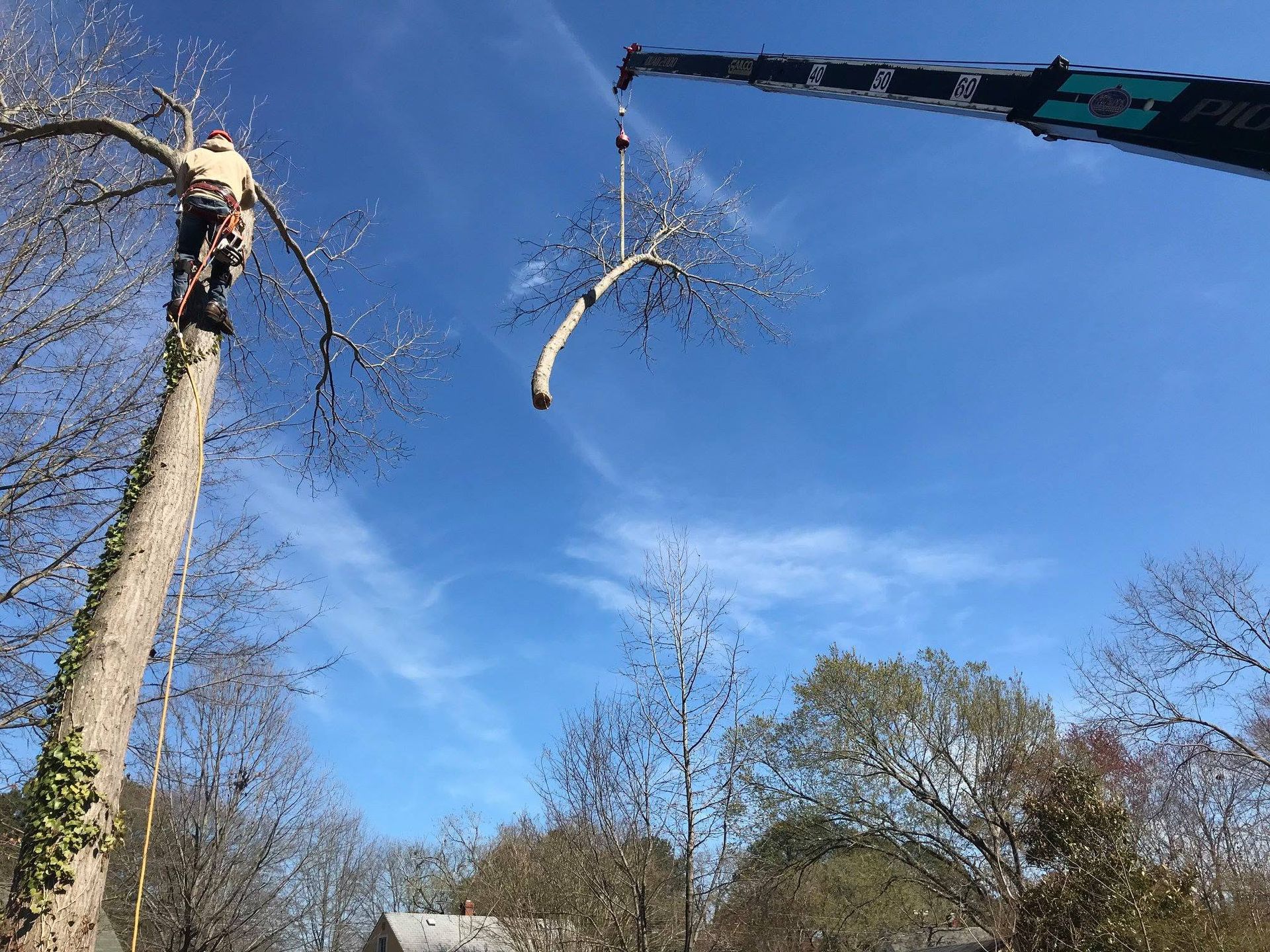 Tree being lifted by a crane against a blue sky in a wooded area.