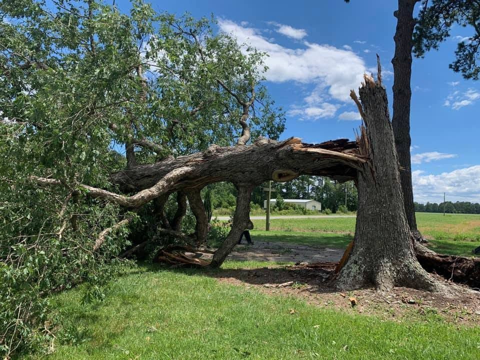 Split tree trunk arching over green field under blue sky