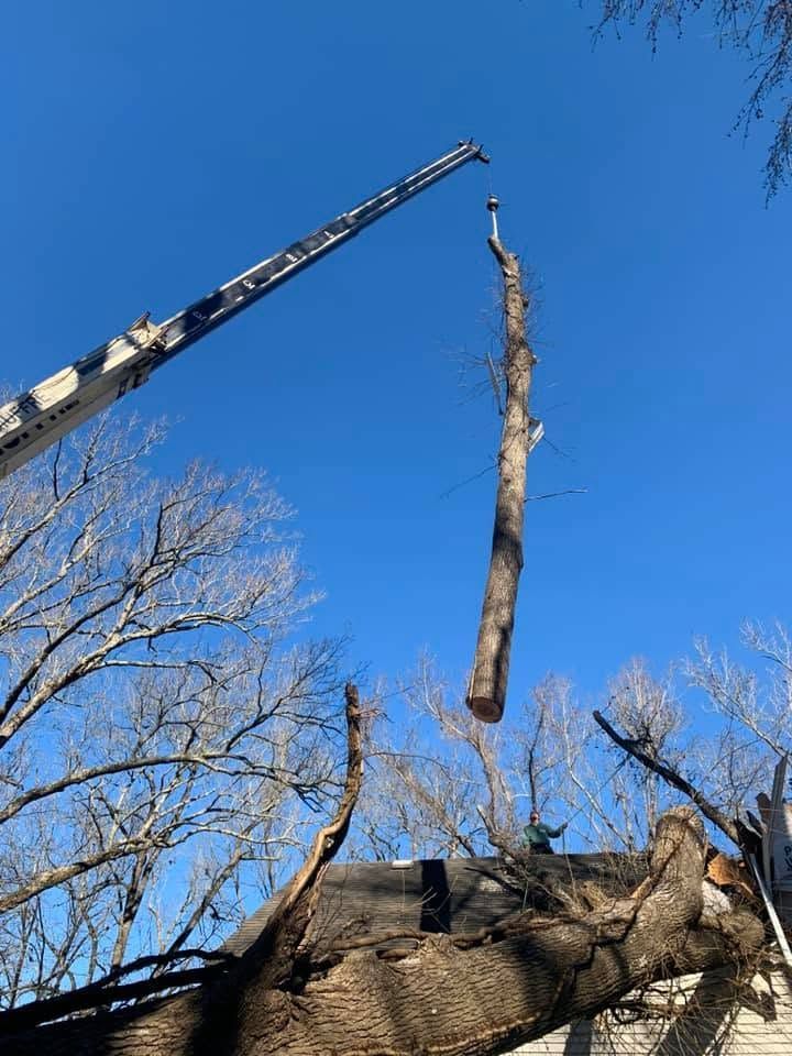 Crane lifting a long tree trunk against a bright blue sky, with bare trees below.
