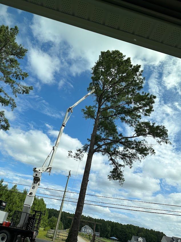 Utility truck lifting a worker in a bucket beside a tall pine tree under a cloudy blue sky