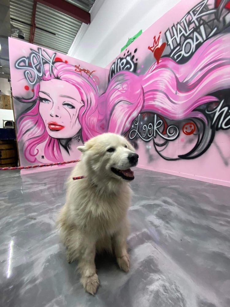 A white dog is sitting in front of a mural of a woman with pink hair.