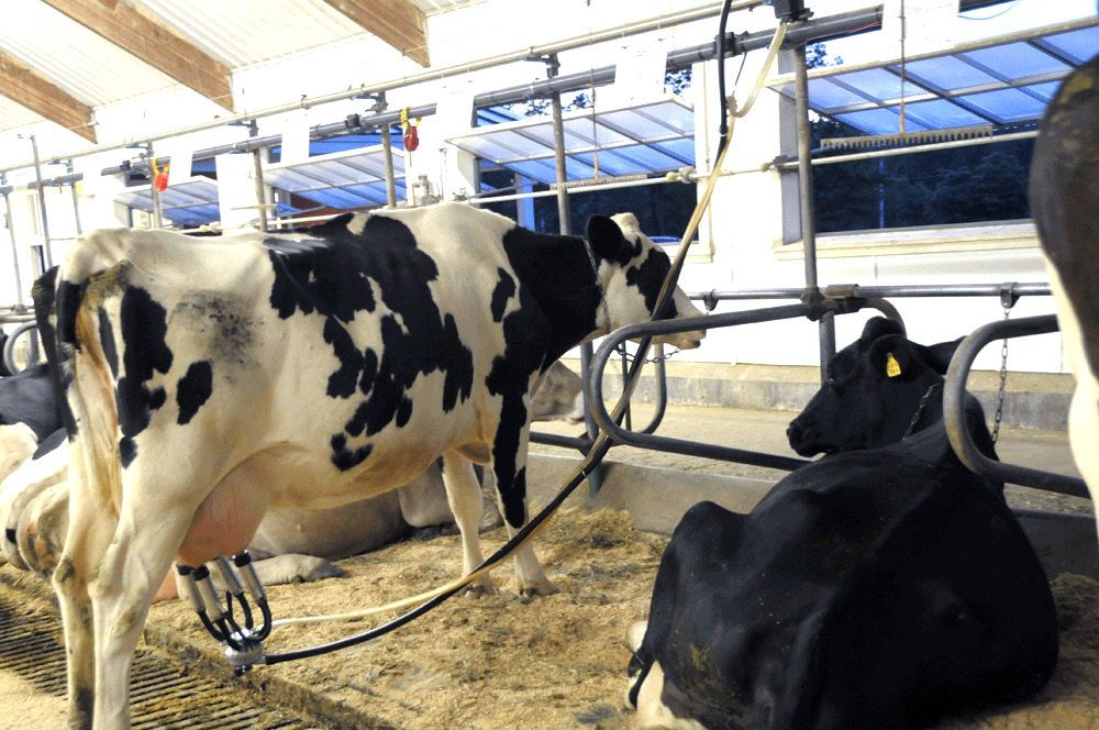 picture of dairy cows