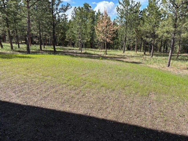 A patch of grass emerging from soil in a sunny, wooded clearing with pine trees in the background.