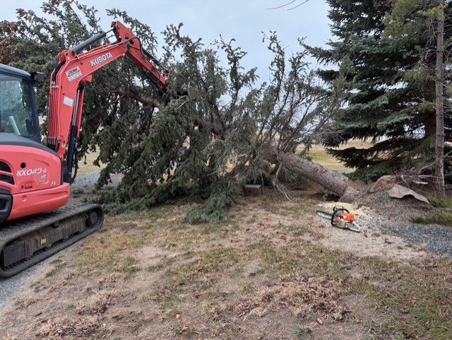 A red Kubota excavator lifts a large fallen evergreen tree in a yard, with a chainsaw resting on the ground nearby.