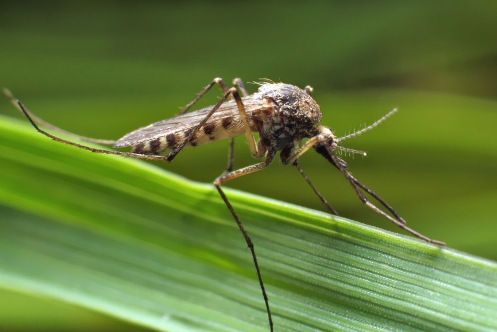 Mosquito on a Green Leaf — Optimum Pest Services In Edge Hill, QLD