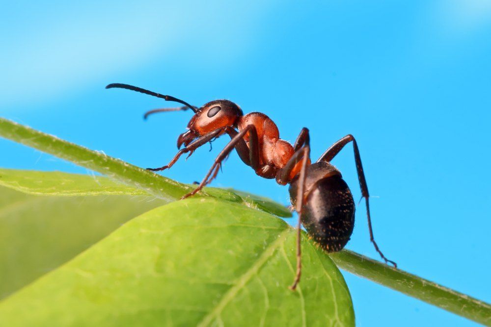 Red Ant on a Green Leaf — Optimum Pest Services In Gordonvale, QLD