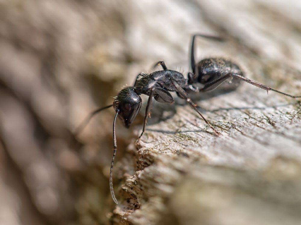 Black Ant Crawling on Weathered Wood Surface — Optimum Pest Services In Port Douglas, QLD
