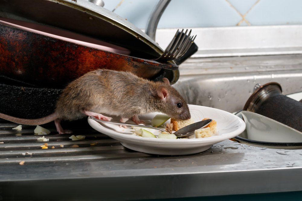 A Rat Eating Food Scraps From a Dirty Plate in a Kitchen Sink — Optimum Pest Services In Edge Hill, QLD