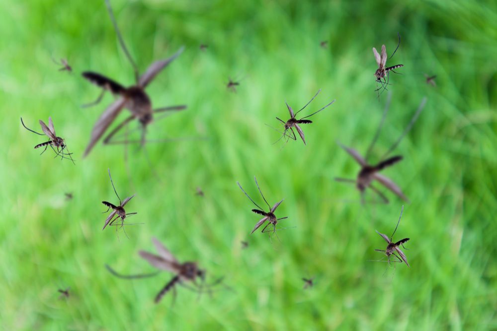 A Swarm of Mosquitoes Flies Over — Optimum Pest Services In Edge Hill, QLD