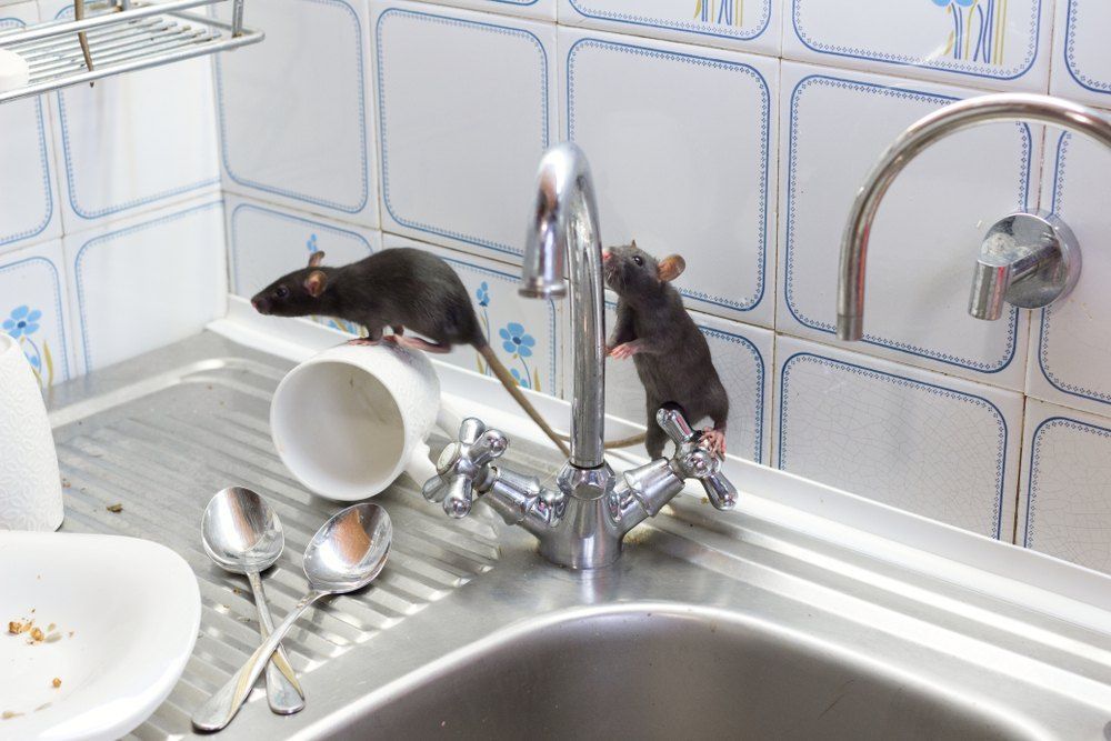 Two Rats Exploring a Dirty Kitchen Sink With Dirty Dishes — Optimum Pest Services In Port Douglas, QLD