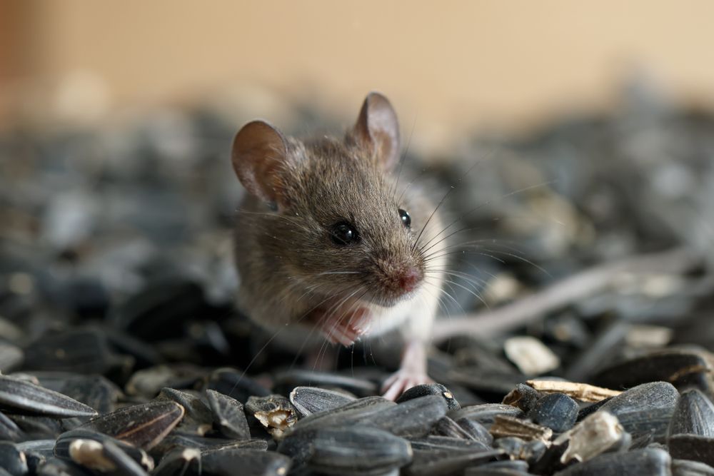 Mouse With Gray Fur — Optimum Pest Services In Edge Hill, QLD