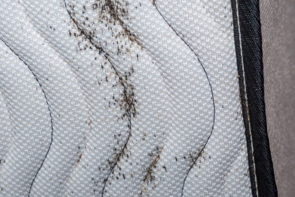 Close-up of a White Mattress With Bed Bugs — Optimum Pest Services In Port Douglas, QLD