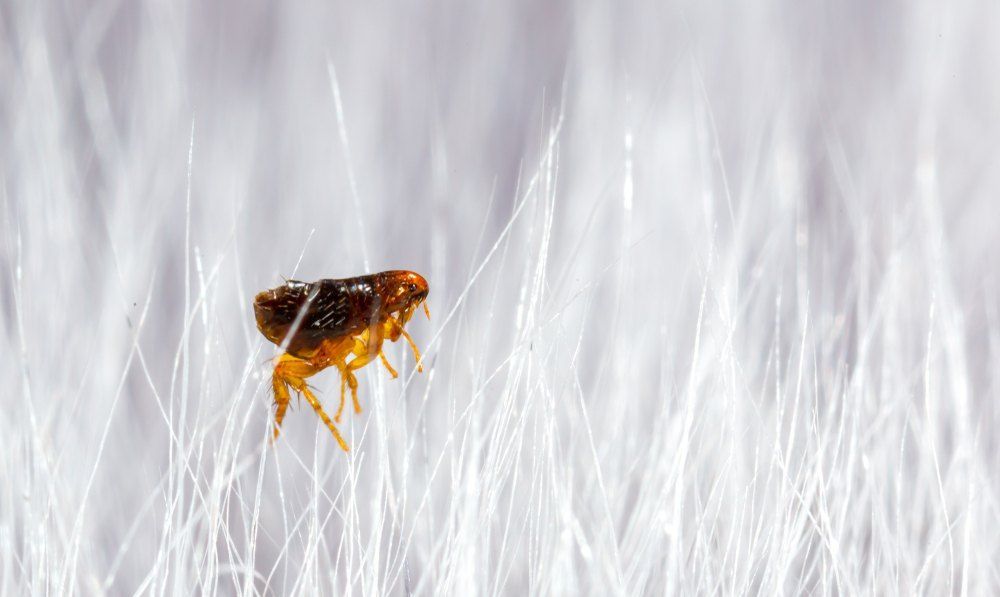 Flea on White Fur — Optimum Pest Services In Palm Cove, QLD