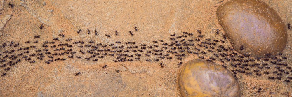 A Line of Ants Crawling on Tan Sand Near Two Large, Light Brown Rocks — Optimum Pest Services In Mareeba, QLD