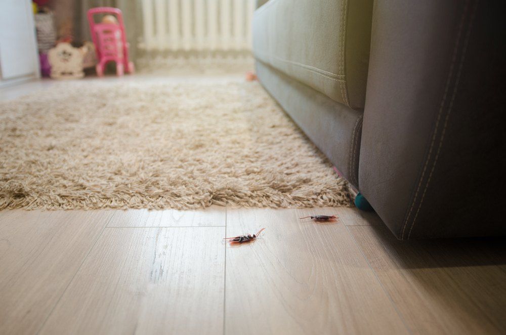 Two Roaches on a Wooden Floor Near a Couch and a Rug — Optimum Pest Services In Edge Hill, QLD