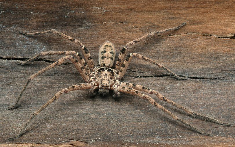 Tan Spider With Patterned Body and Long Legs on Wooden Surface — Optimum Pest Services In Port Douglas, QLD