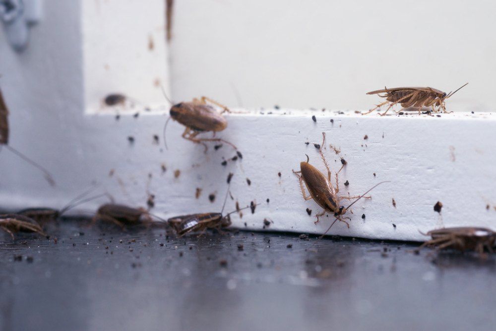 Cockroaches Infesting a White Windowsill and Floor — Optimum Pest Services In Port Douglas, QLD