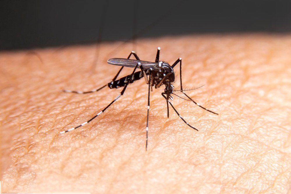 Mosquito on Skin — Optimum Pest Services In Port Douglas, QLD