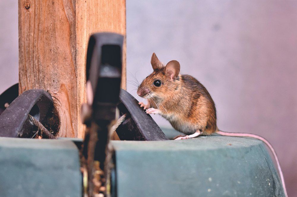 A Small Brown Mouse on a Green Platform — Optimum Pest Services In Mareeba, QLD