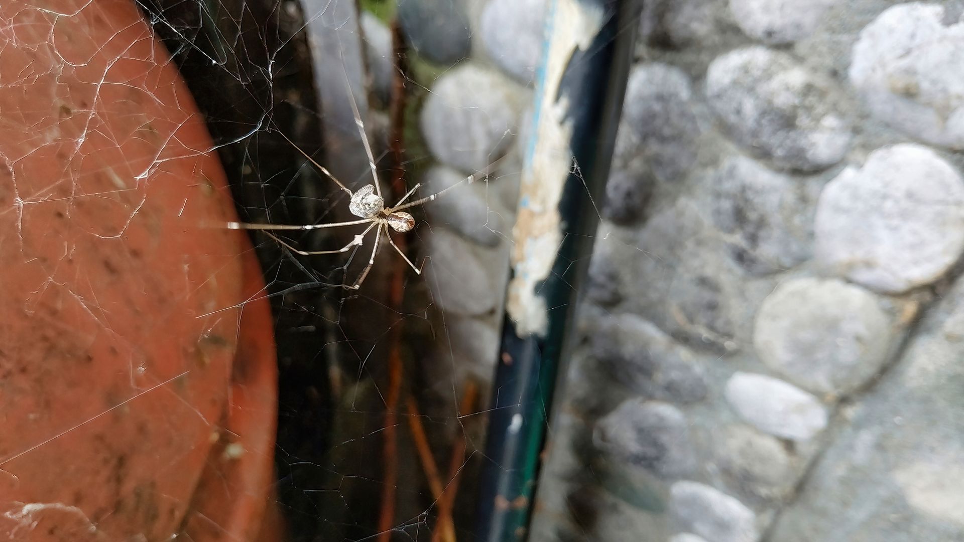 Spider in Web Near a Plant Pot — Optimum Pest Services In Edge Hill, QLD