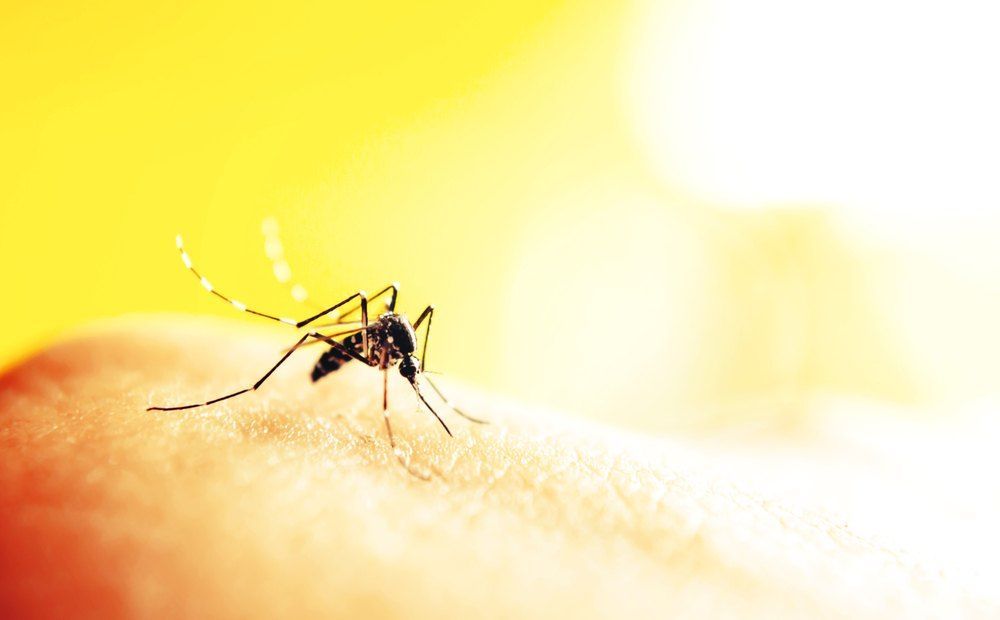 Mosquito Biting a Person's Skin — Optimum Pest Services In Gordonvale, QLD